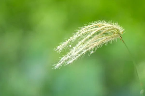 Feld Der Grasblume Natur Hintergrund Weicher Fokus — Stockfoto