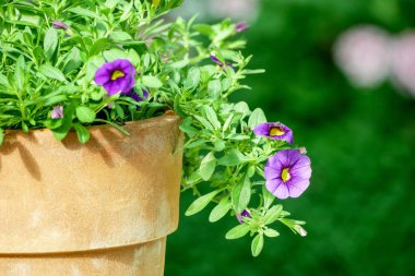 Çiçek arka plan. Pembe mor çiçek bahçesinde