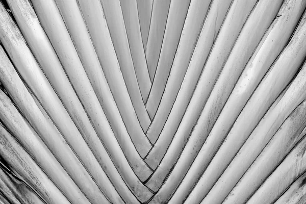 Abstrato Textura Detalhe Padrão Banana Ventilador Background Palm Folha Fundo — Fotografia de Stock