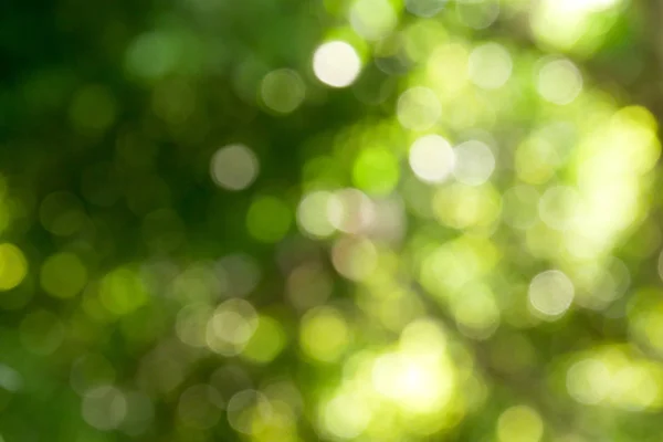 Fundo Natureza Verde Abstrato Ensolarado Parque Blur Com Luz Bokeh — Fotografia de Stock