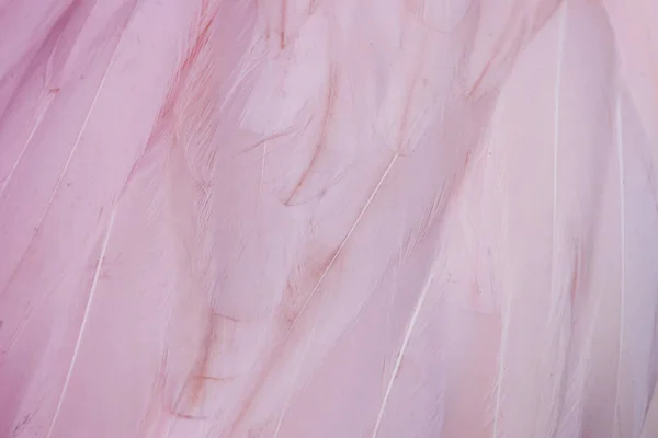 Textura Flamingo Plumas Fondo Abstracto — Foto de Stock