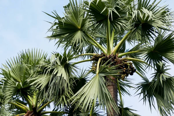Cukru Palmowego Drzewo Niebo Piękny Tropikalny Tło — Zdjęcie stockowe