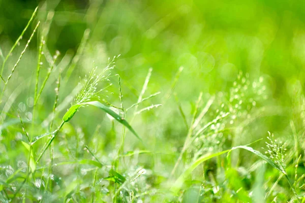 Feld Der Grasblume Natur Hintergrund Weicher Fokus — Stockfoto