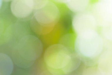 Güneşli, soyut yeşil doğa arka planı, Bokeh ışığı, doğa, bahçe, bahar ve yaz mevsimi olan Görüntü Parkı