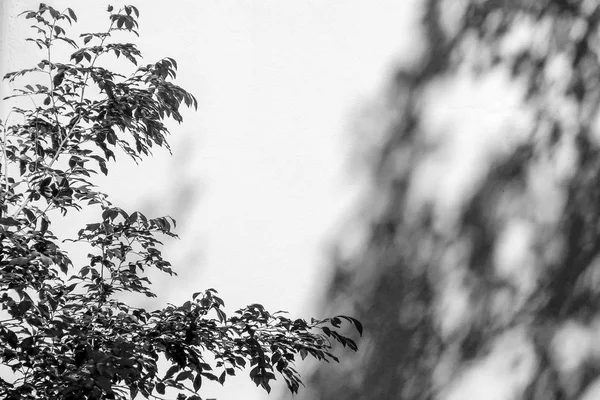 Schwarz Weiß Abstrakter Hintergrund Textuer Der Schatten Blatt Auf Einer — Stockfoto