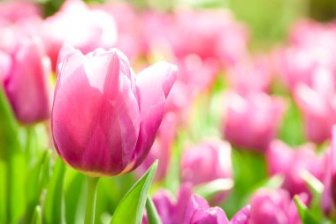 Renkli lale doğa bahar, Lale çiçek arka plan