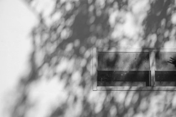 Schwarz Weiß Abstrakter Hintergrund Textuer Der Schatten Blatt Auf Einer — Stockfoto