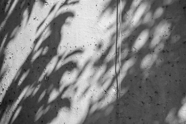 Black White Abstract Background Textuer Shadows Leaf Concrete Wall — Stock Photo, Image