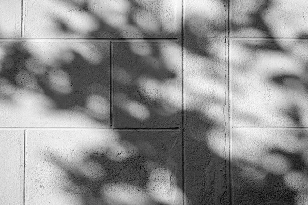 コンクリートの壁に影葉の黒と白の抽象的な背景の陰影 — ストック写真