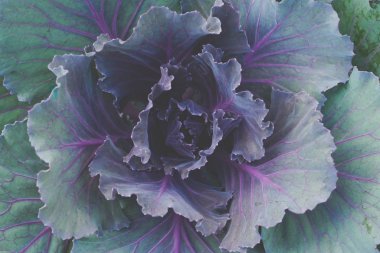 Bahçe sebze yetiştiriciliği, organik lahana yetiştirme