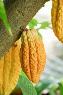 Kakao ağacı kabukları ile. Yiyecek ve içecek kullanılan