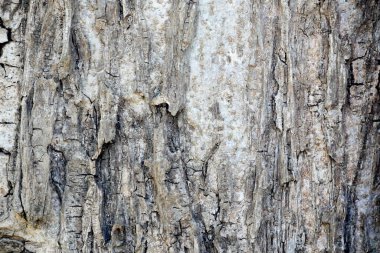 Ağaç kabuğu ahşap doku arka plan