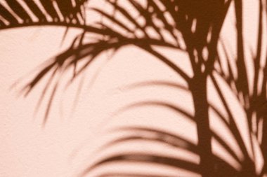 Beton bir duvardaki gölge yaprağının soyut arkaplan dokuyucusu