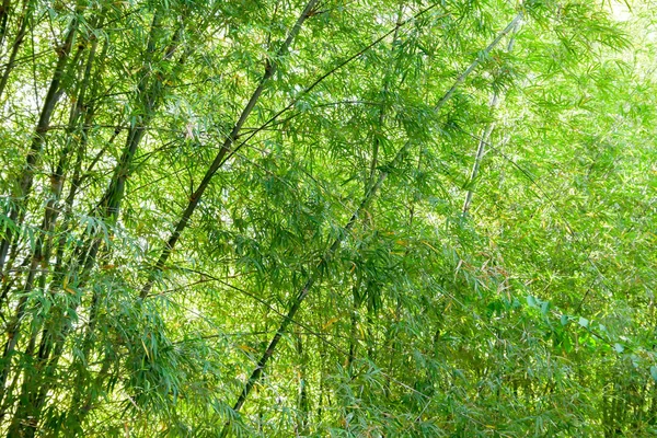 Textura Fundo Árvore Bambu Verde — Fotografia de Stock