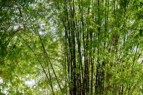 Pozadí Textury Zelený Bambus Strom — Stock fotografie