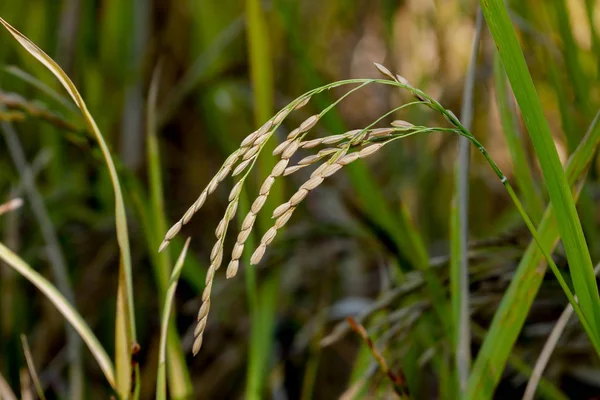 Зеленое Ухо Риса Рисовом Поле — стоковое фото