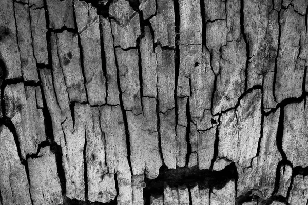 Tree Bark Trästruktur Abstrakt Bakgrund — Stockfoto