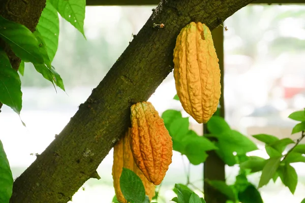 Cocoa tree with pods.Used as food and drink