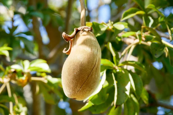 Fruits Baobab Africain Pain Singe — Photo