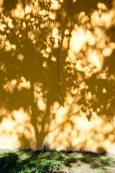 Abstrakter Hintergrund Textuer Der Schatten Blatt Auf Einer Betonwand — Stockfoto