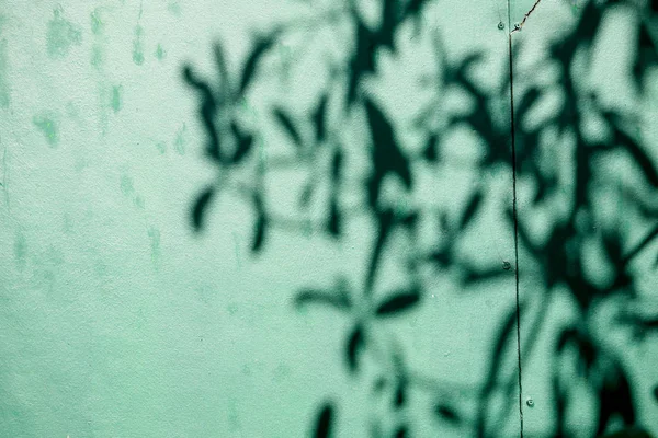 Αφηρημένο Φόντο Textuer Των Φύλλων Σκιών Ένα Τσιμεντένιο Τοίχο — Φωτογραφία Αρχείου