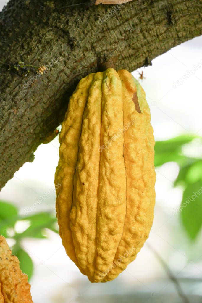 Cocoa tree with pods.Used as food and drink