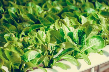 Organik hydroponic sebze tarım sera içinde büyüyen