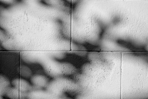 Siyah Beyaz Arka Plan Textuer Gölgeler Yaprak Beton Duvara — Stok fotoğraf