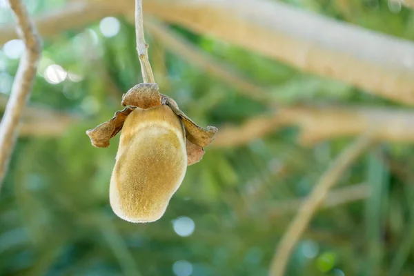 Baobá Africano Fruta Pão Macaco — Fotografia de Stock