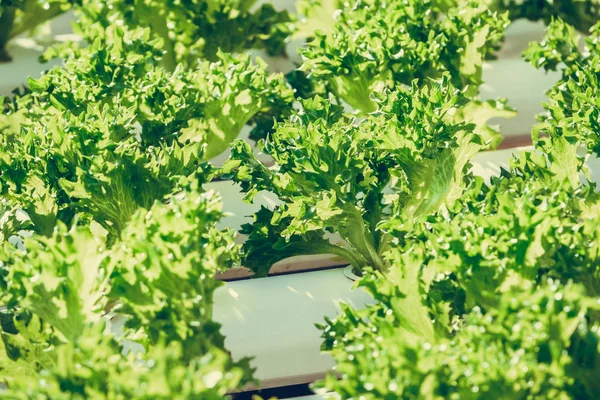 Fazenda Vegetal Hidropônica Orgânica Que Cresce Estufa — Fotografia de Stock