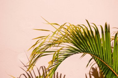 Beton bir duvardaki gölge yaprağının soyut arkaplan dokuyucusu