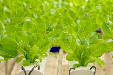 Organik hydroponic sebze tarım sera içinde büyüyen