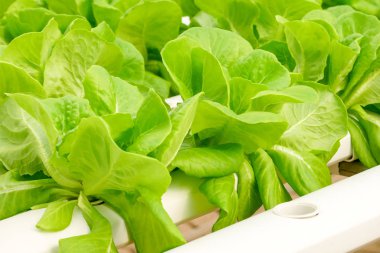 Organik hydroponic sebze tarım sera içinde büyüyen