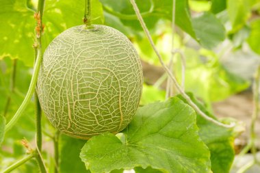 Dize kavun ağlar tarafından desteklenen bir sera büyüyen kavun karpuz