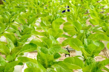 Organik hydroponic sebze tarım sera içinde büyüyen
