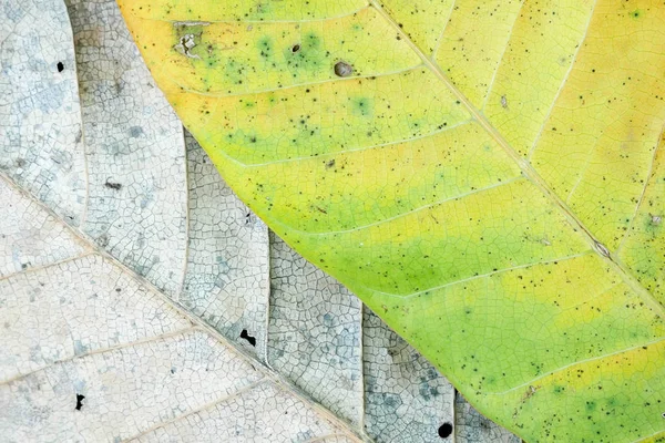 Grunge Texture Old Leaf Background — Stock Photo, Image