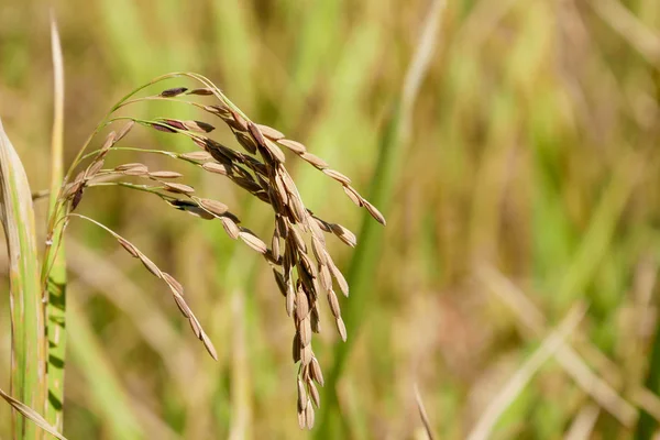 Grüne Reisohr Reisfeld — Stockfoto
