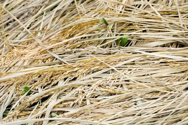 稻田里的稻穗 — 图库照片