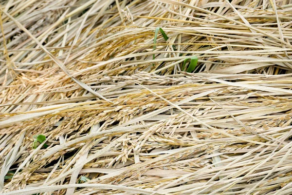 Grüne Reisohr Reisfeld — Stockfoto