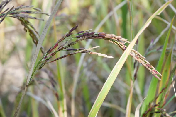 Зеленое Ухо Риса Рисовом Поле — стоковое фото