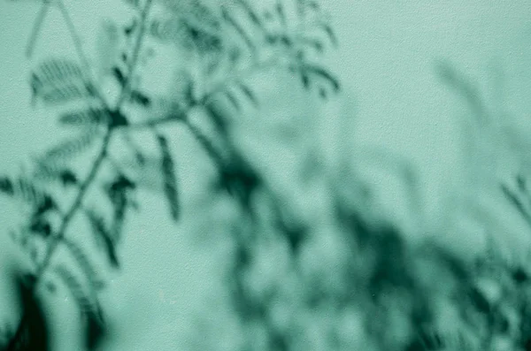 Abstrakt Bakgrund Textuer Skuggor Löv Betong Vägg — Stockfoto