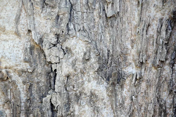 Árbol Corteza Madera Textura Fondo Abstracto — Foto de Stock