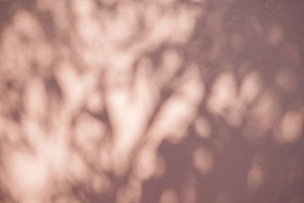 Абстрактний Текстур Тіней Листя Бетонній Стіні — стокове фото
