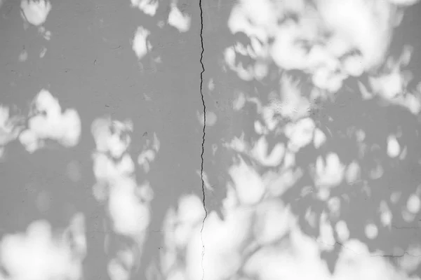 Schwarz Weiß Abstrakter Hintergrund Textuer Der Schatten Blatt Auf Einer — Stockfoto
