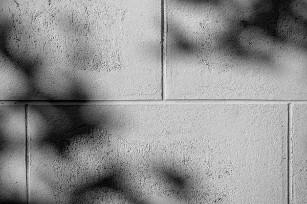 Fond Abstrait Noir Blanc Texteur Ombres Feuille Sur Mur Béton — Photo