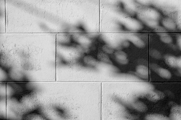 Siyah Beyaz Arka Plan Textuer Gölgeler Yaprak Beton Duvara — Stok fotoğraf