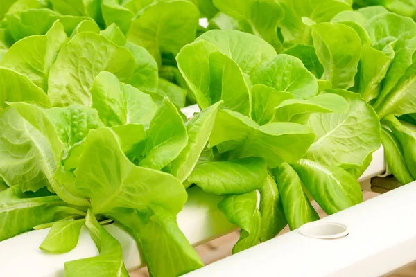 Organic Hydroponic Vegetable Farm Growing Greenhouse — Stock Photo, Image