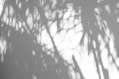 Siyah ve beyaz arka plan textuer gölgeler yaprak beton duvara