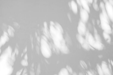 Siyah ve beyaz arka plan textuer gölgeler yaprak beton duvara