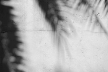 Siyah ve beyaz arka plan textuer gölgeler yaprak beton duvara